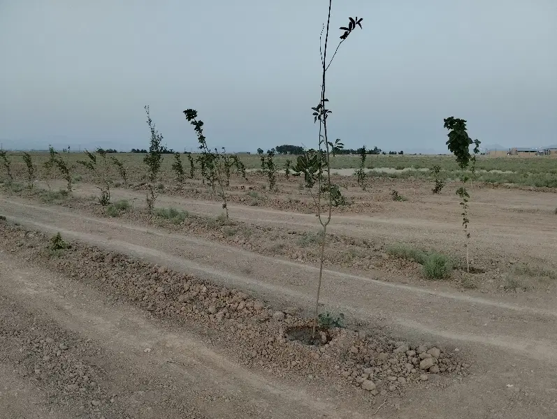 ۲_۵۰۰متر زمین صد قدمی شهرک صنعتی پیشوا