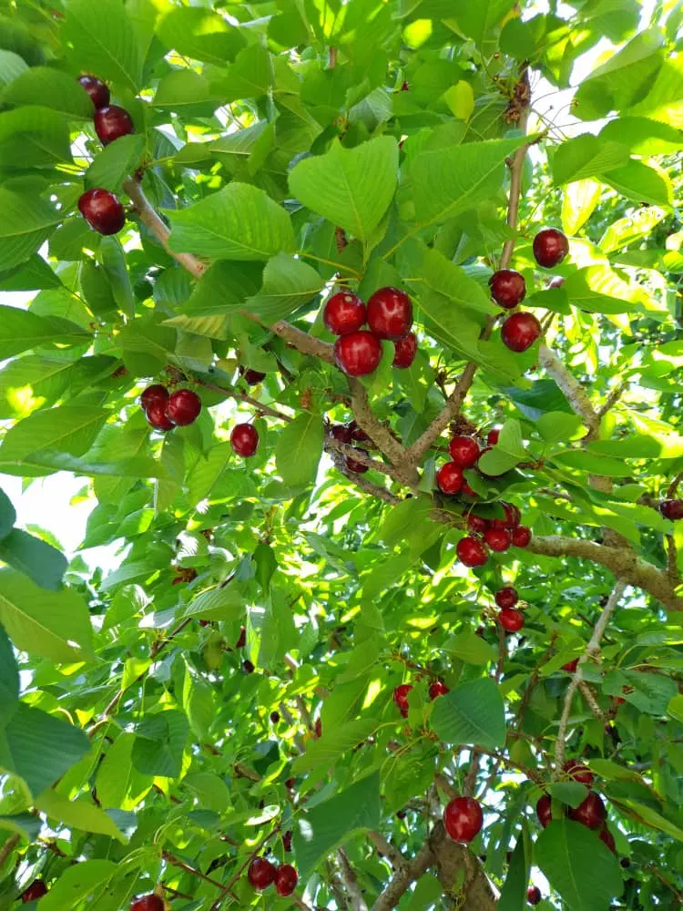 فروش دکترلر باغی