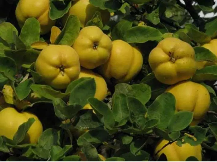 باغ به اجاره داده می شود (پیربکران)