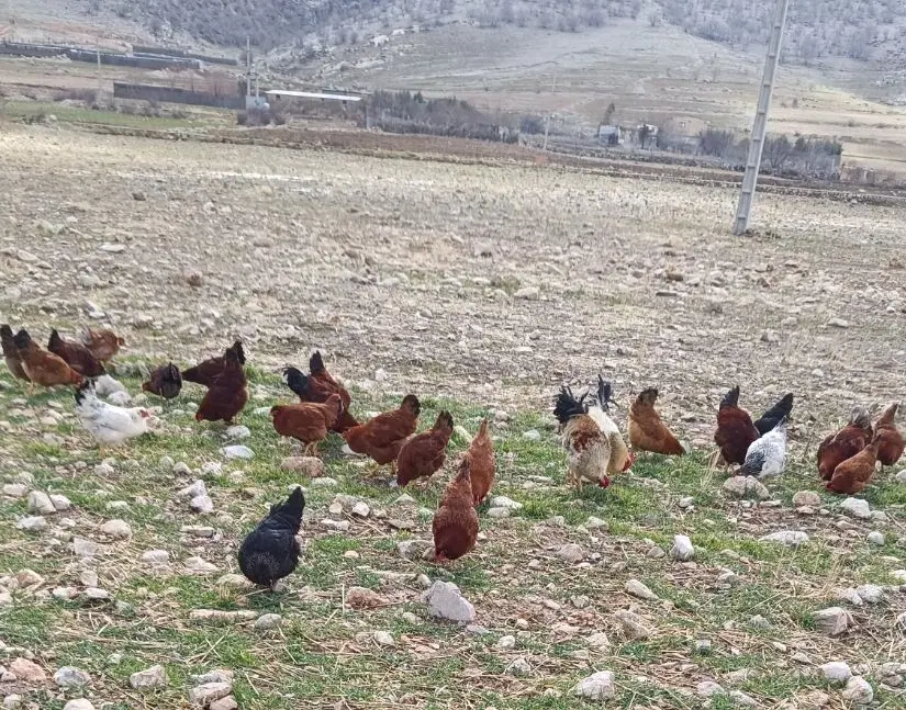 زمین باغی و زراعی (آبی)