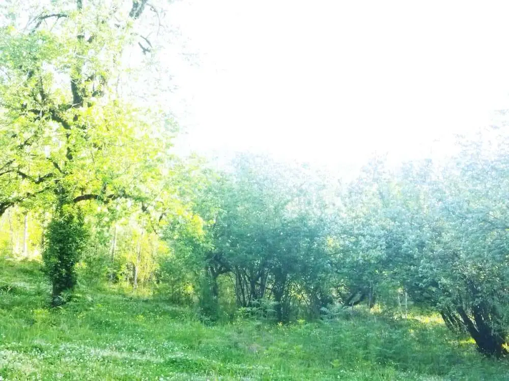 زمین کوهپایه ای