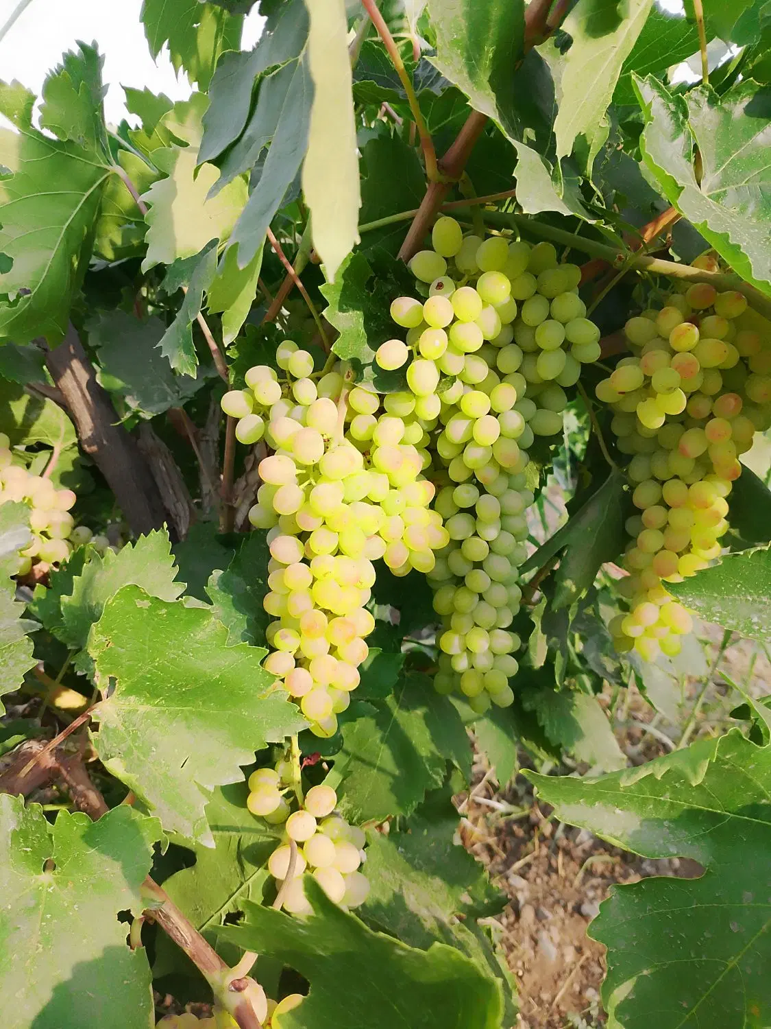 باغ انگور وگردو