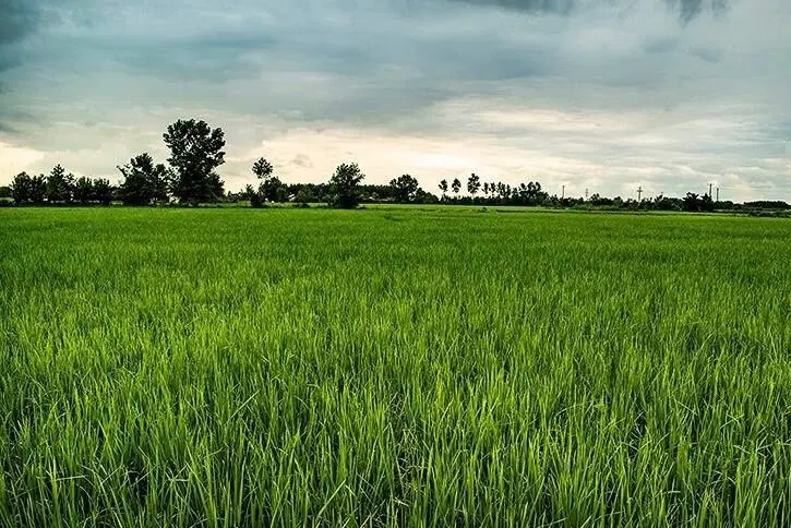 ۱۱۰۰۰ متر شالیزار