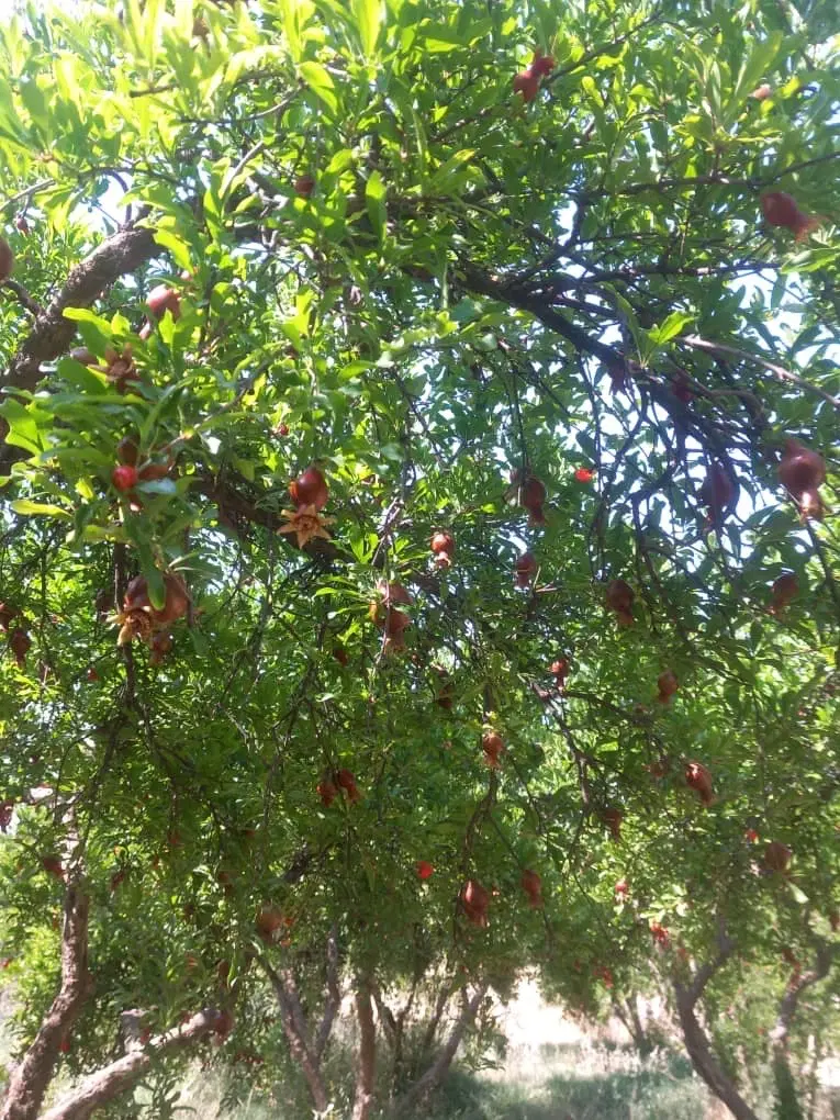 باغ انار