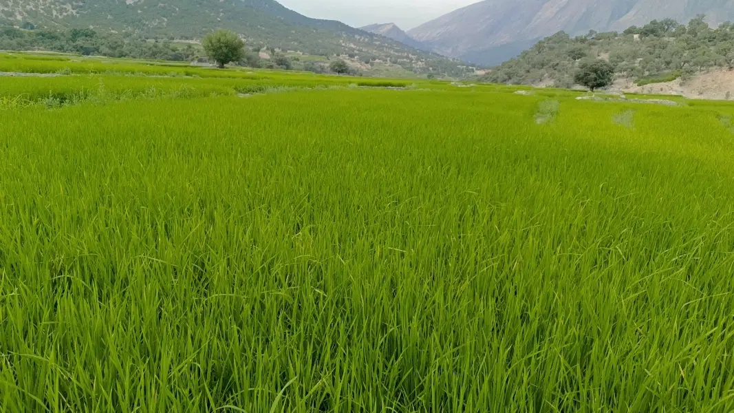زمین کشاورزی