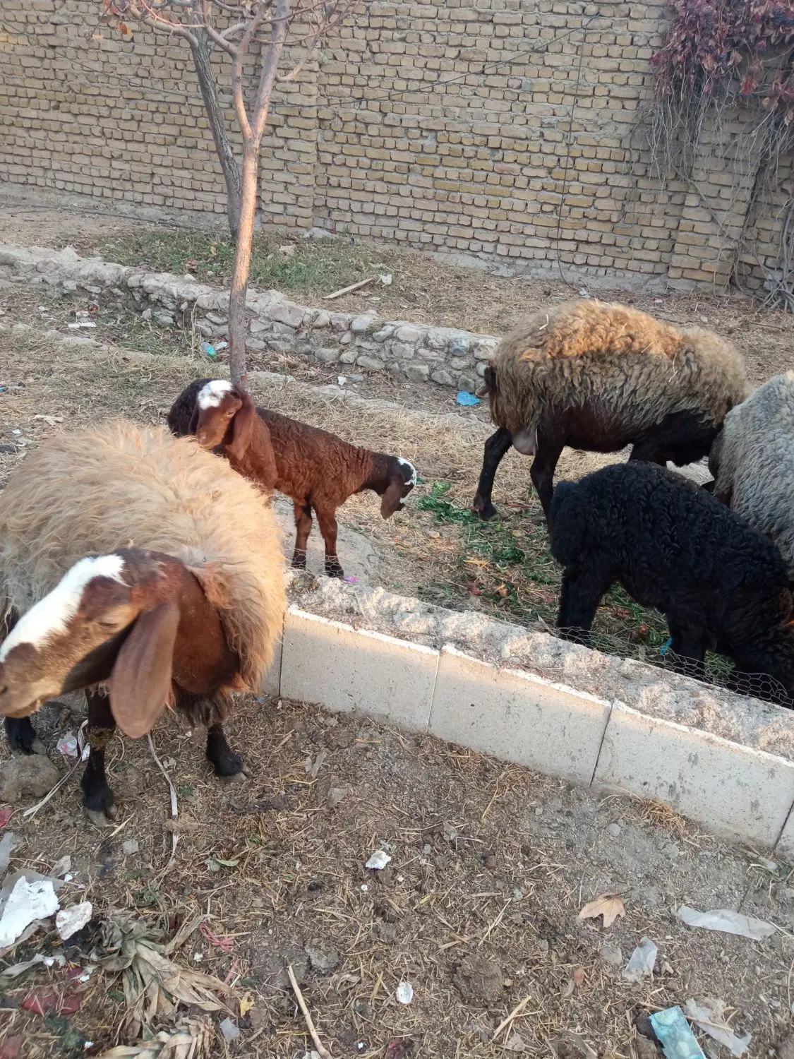 اجاره زمین خالی چهاردیواری