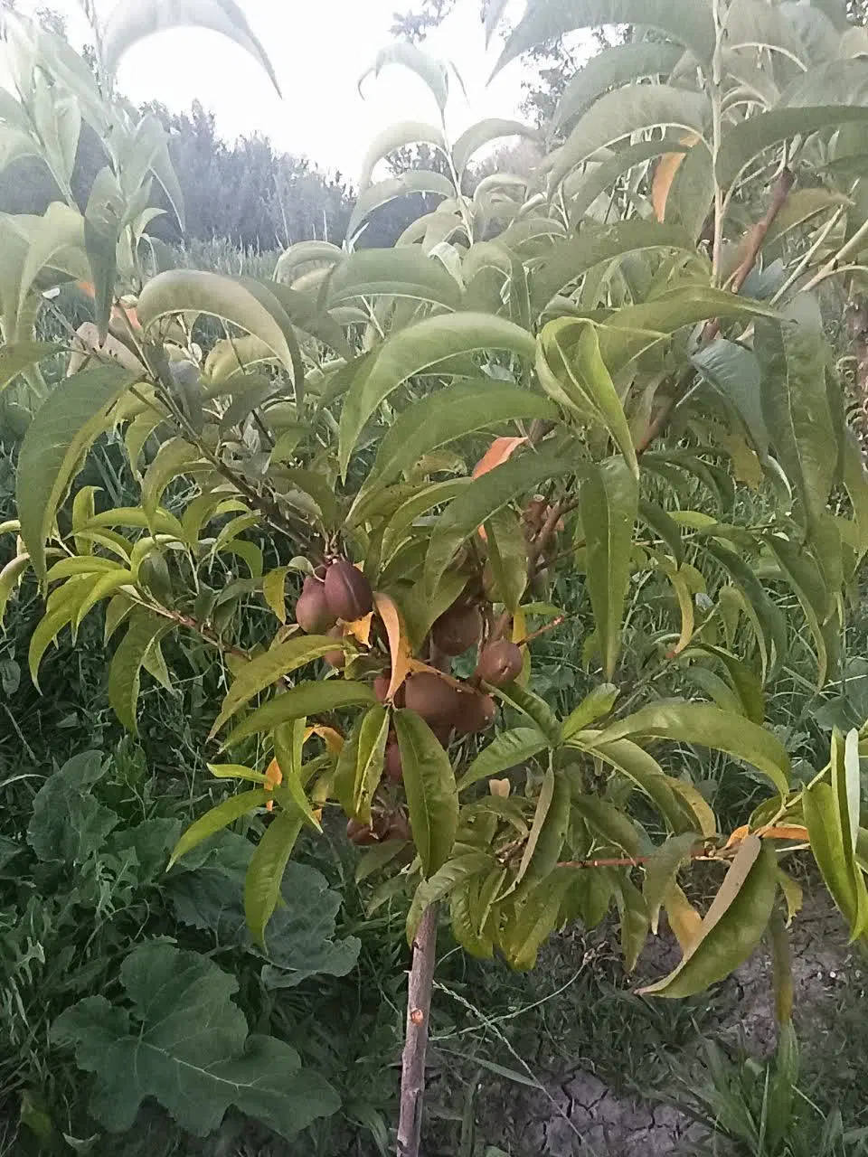 باغ در عسگرآباد تپه