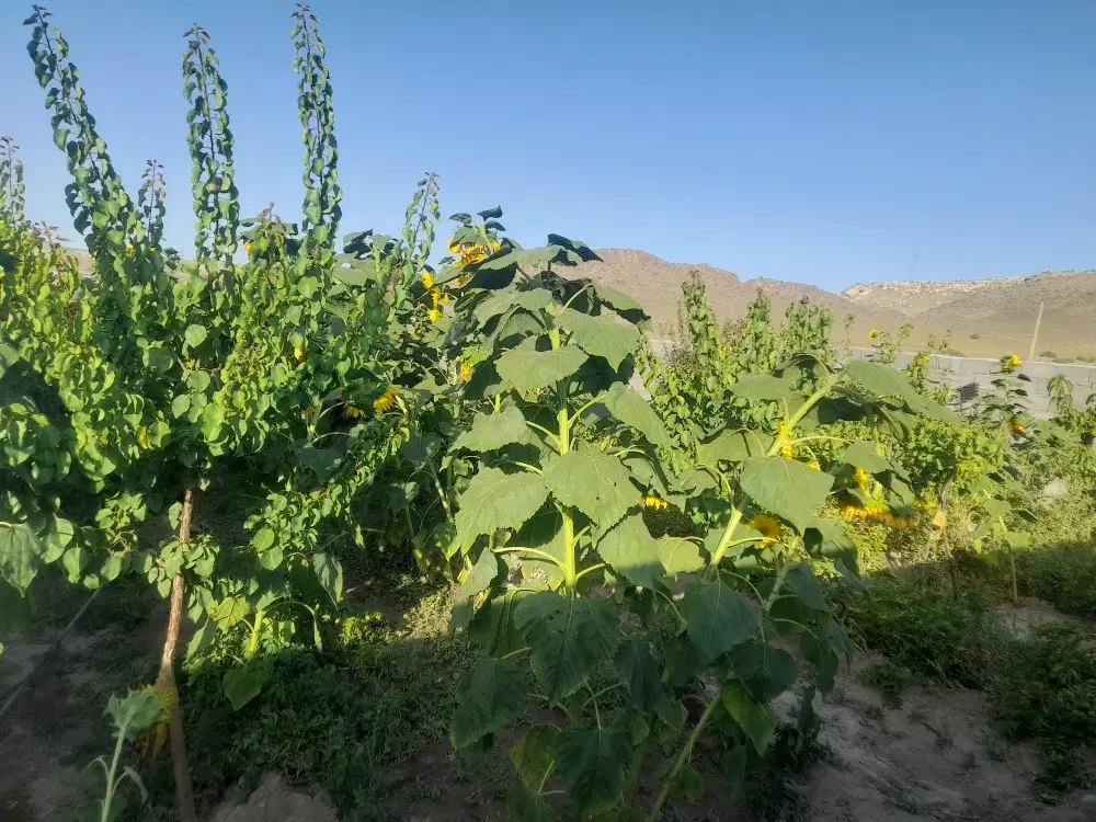 خانه باغ