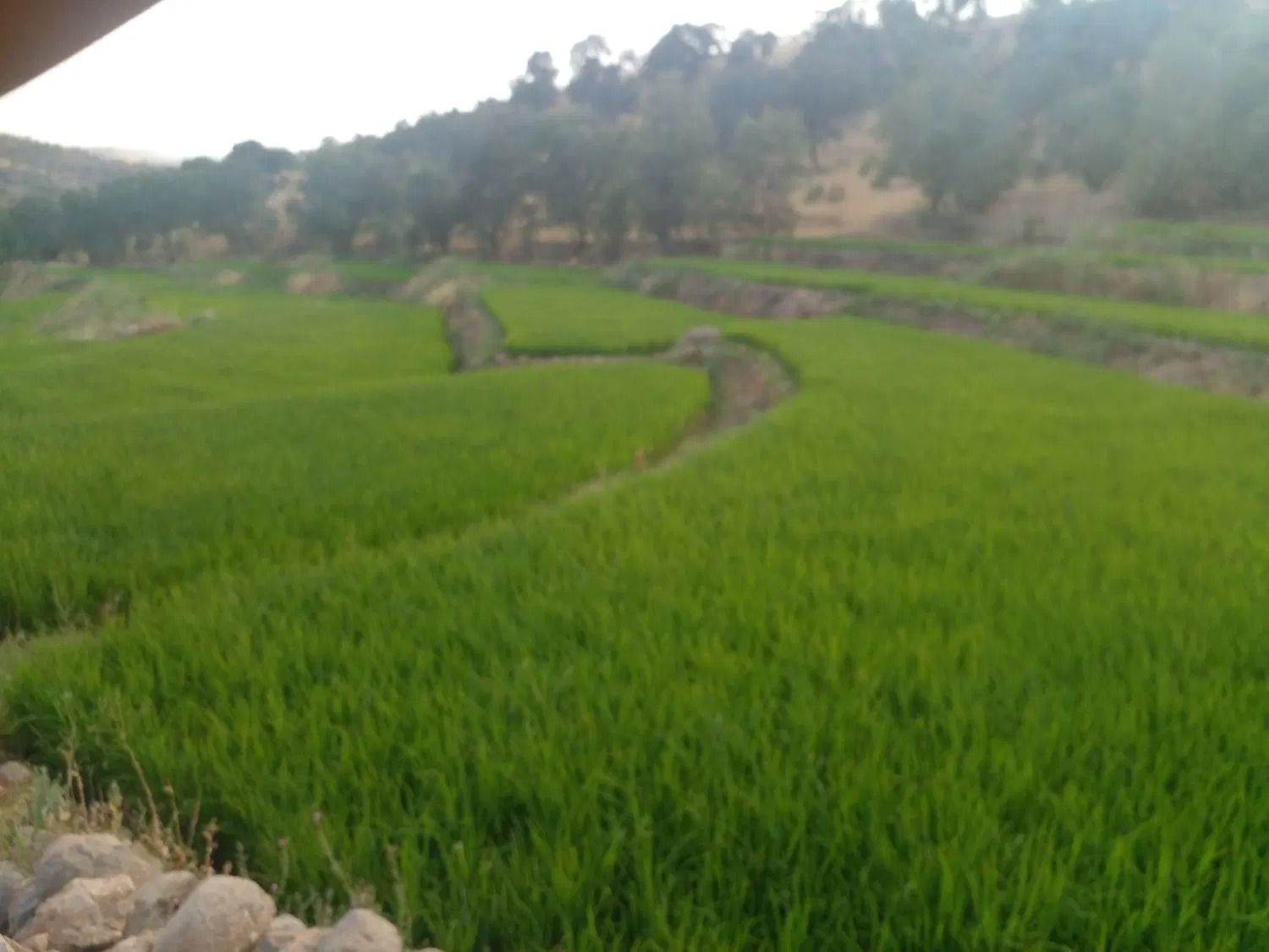 زمین برنج کاری
