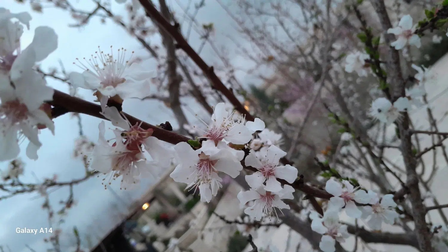 باغویلای لوکس با فرصت....