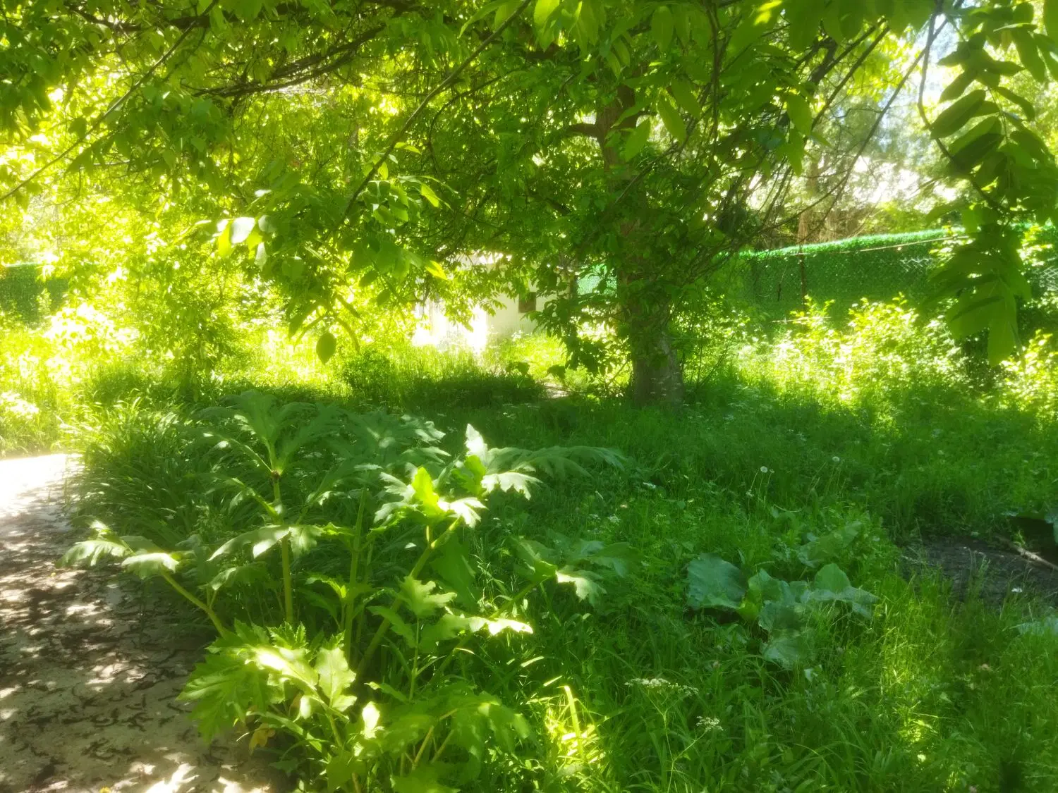 خانه اجاره ای دربست