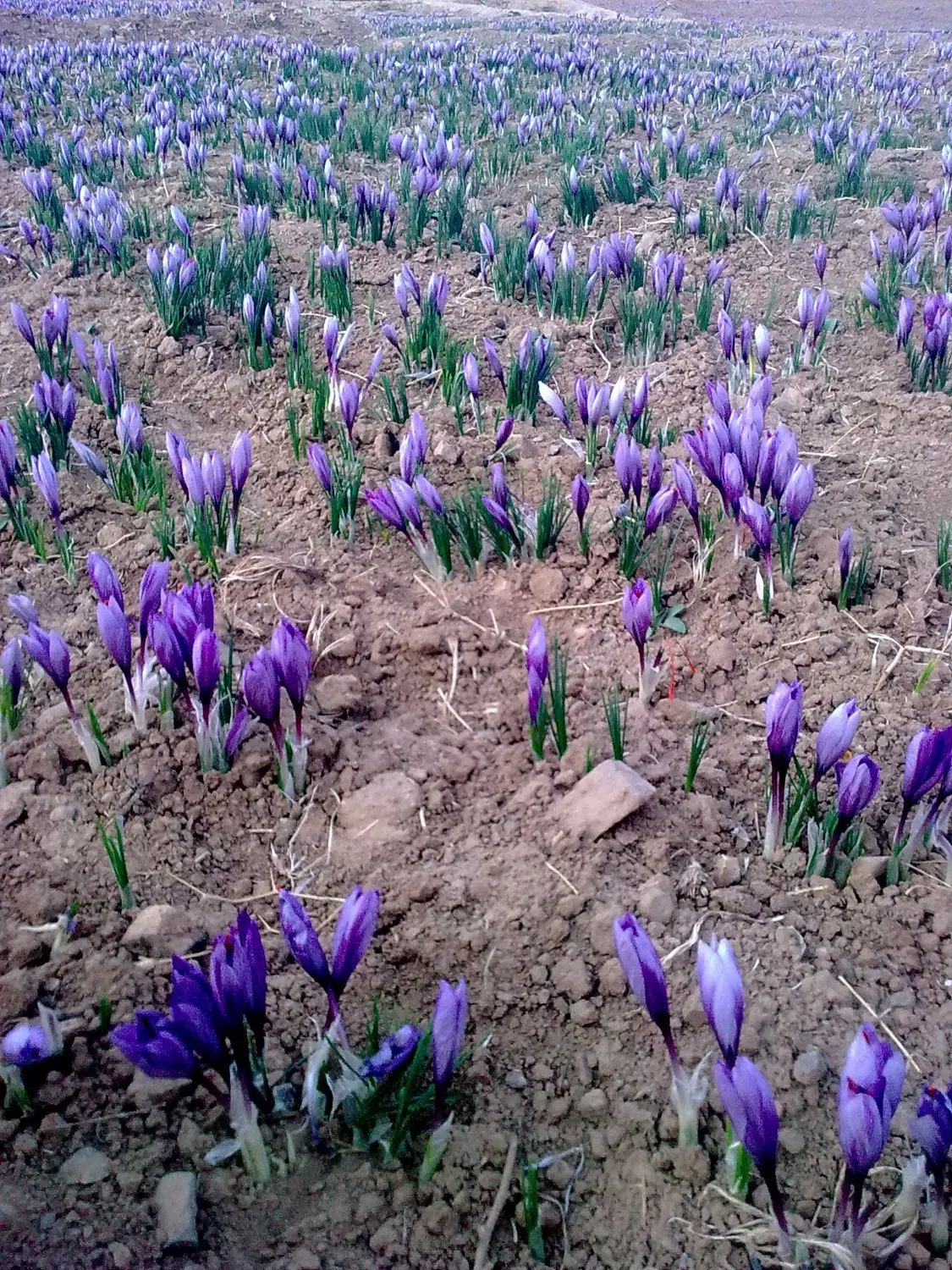 ملک  کشاورزی