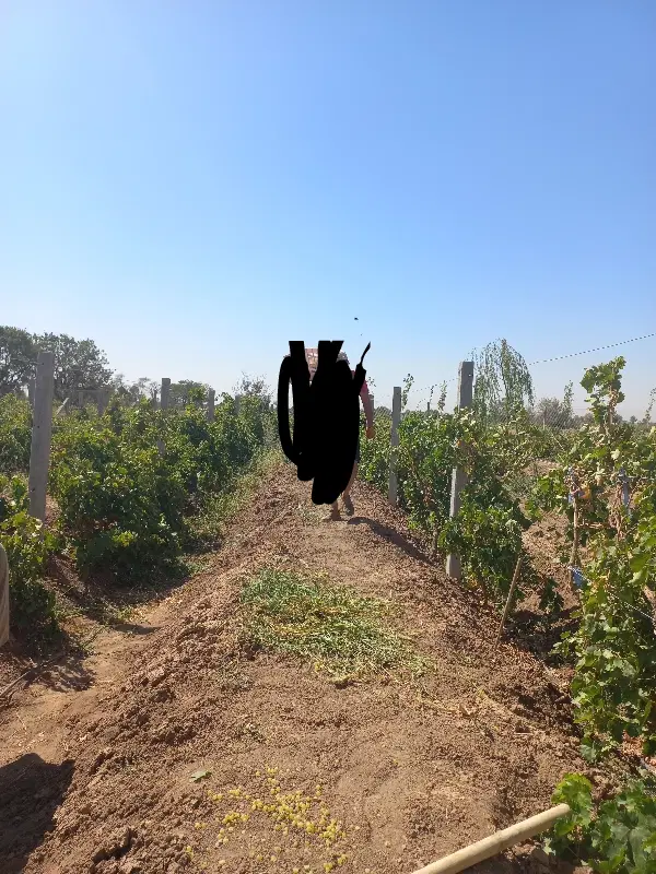 باغ انگور هزارمتری داربستی شده