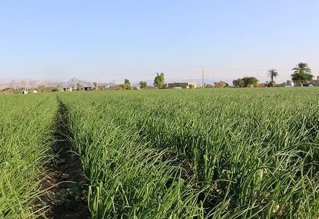 اجاره نیم هکتار زمین کشاورزی جاده هیشین