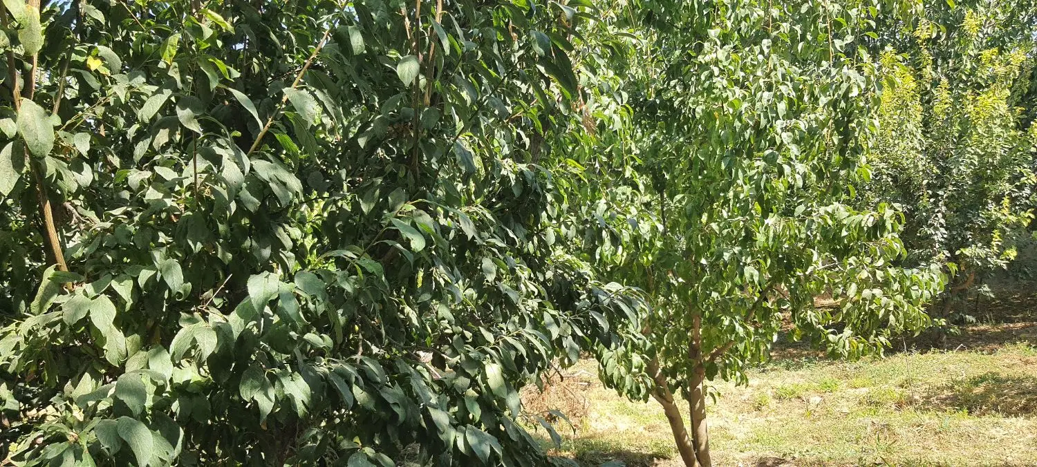 ۳۵۰۰متر کردان  چهارباغ قوهه زمین تجاری برخیابان