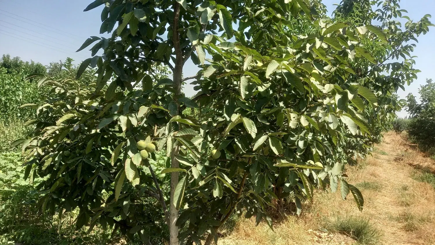 باغ میوه