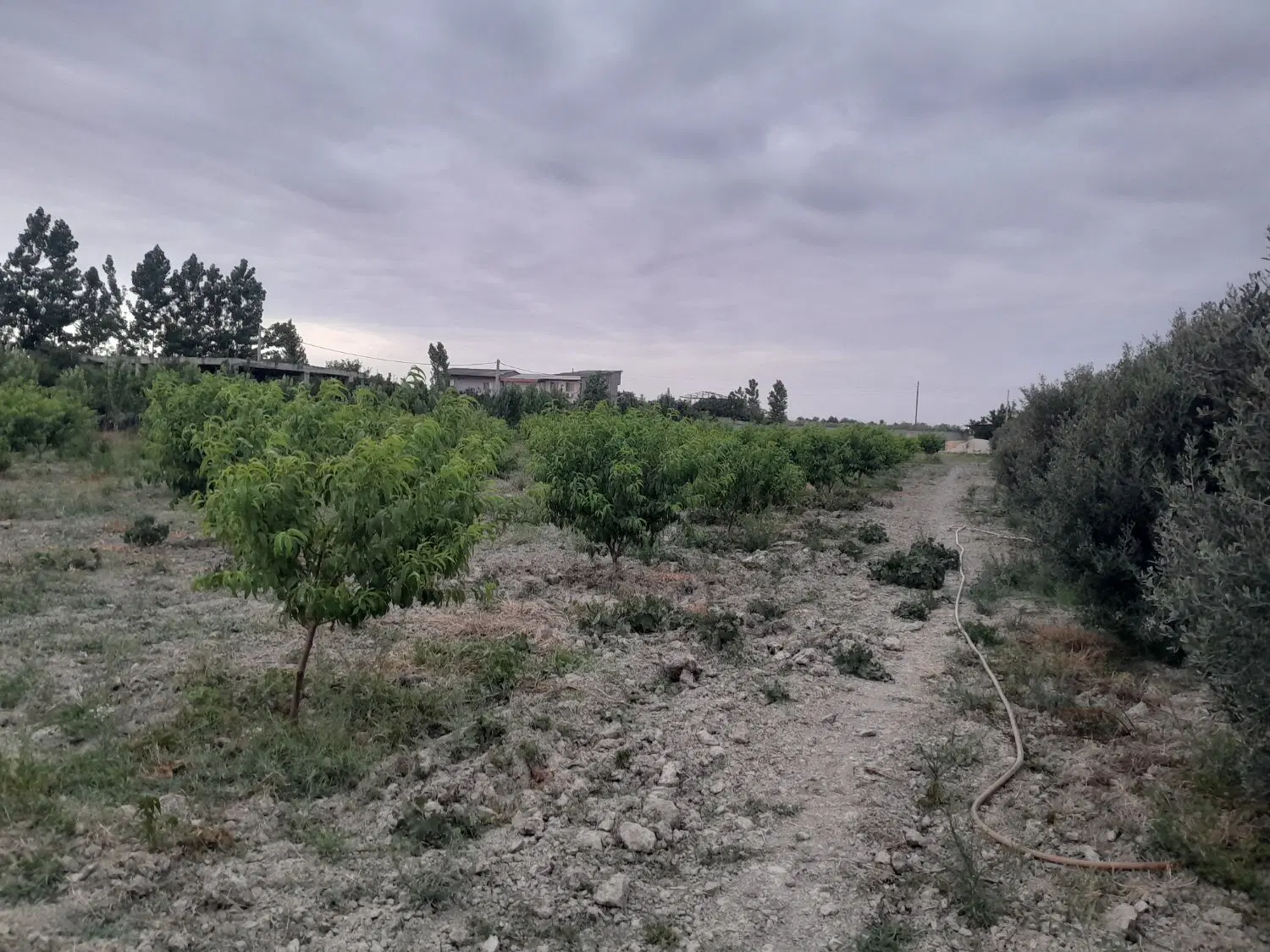 خانه ویلایی باغی