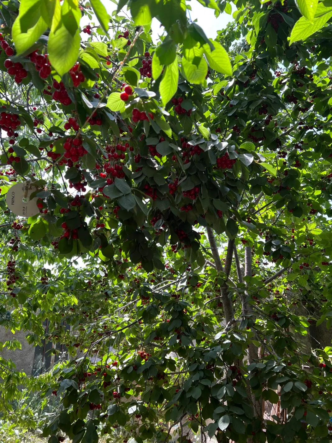 خونه باغ