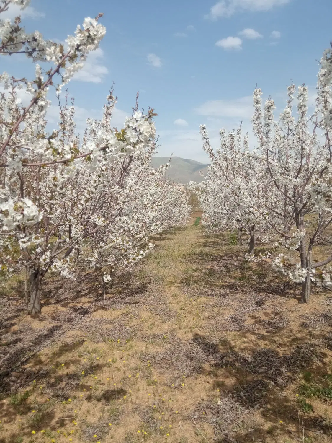 زمین کشاورزی قلیان