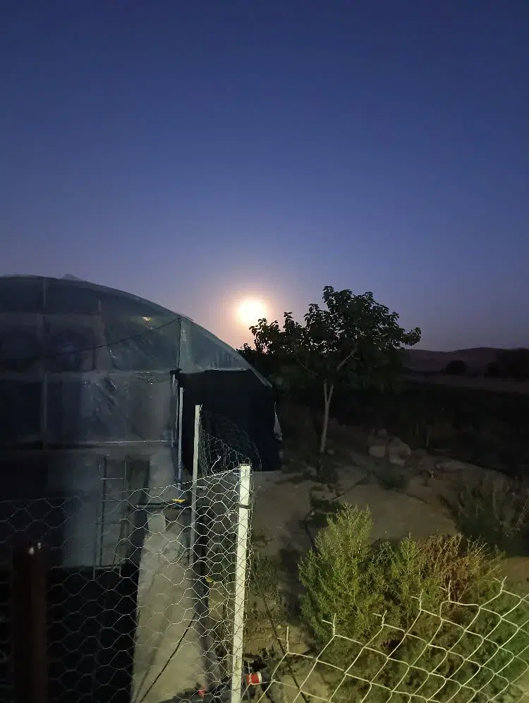 اجاره گلخانه