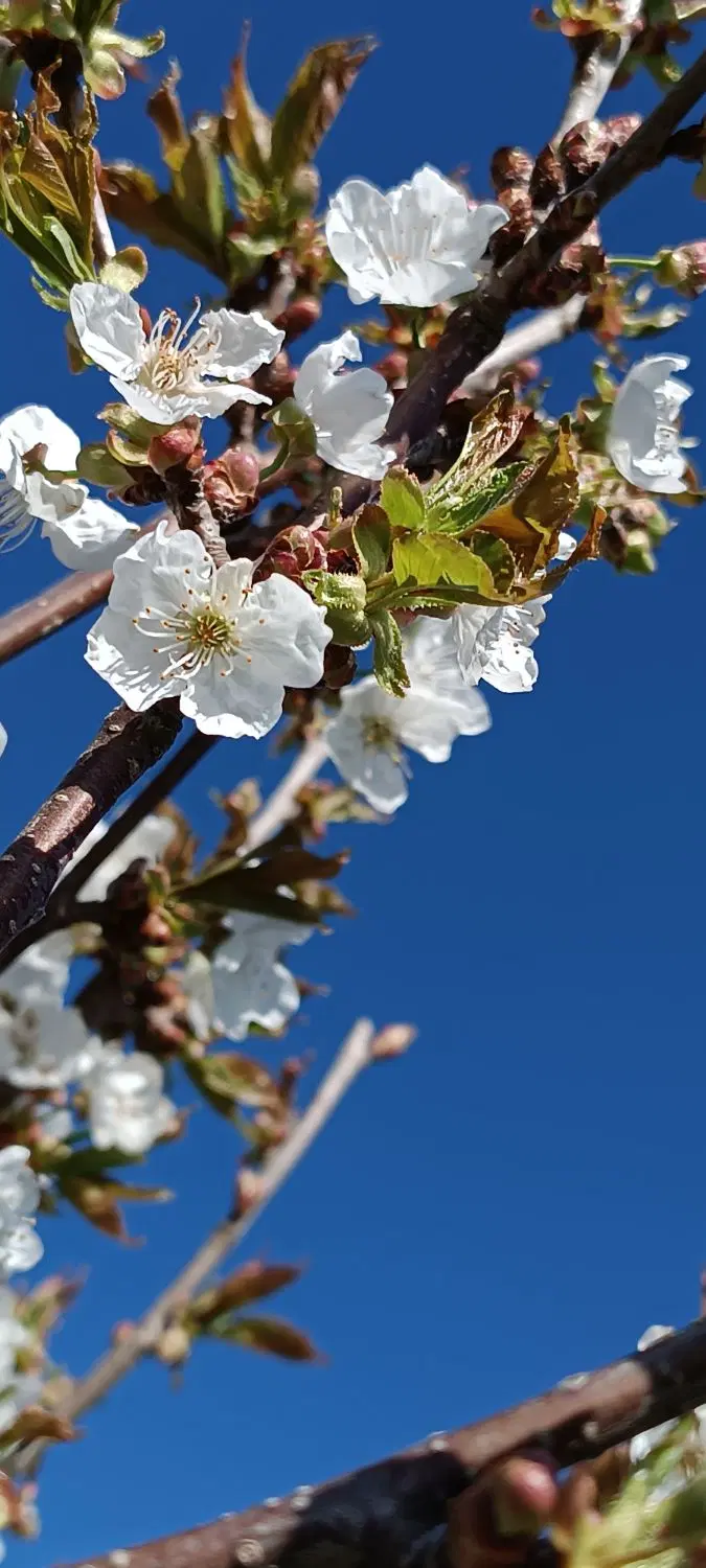 باغچه در روستای سولا نمین