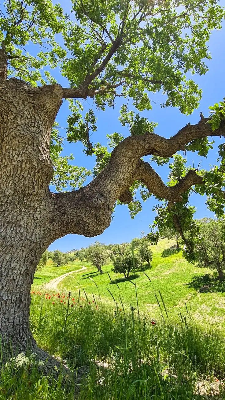 باغ از زمین های باغچه جوق موقعیت عالی سرمایه گذاری