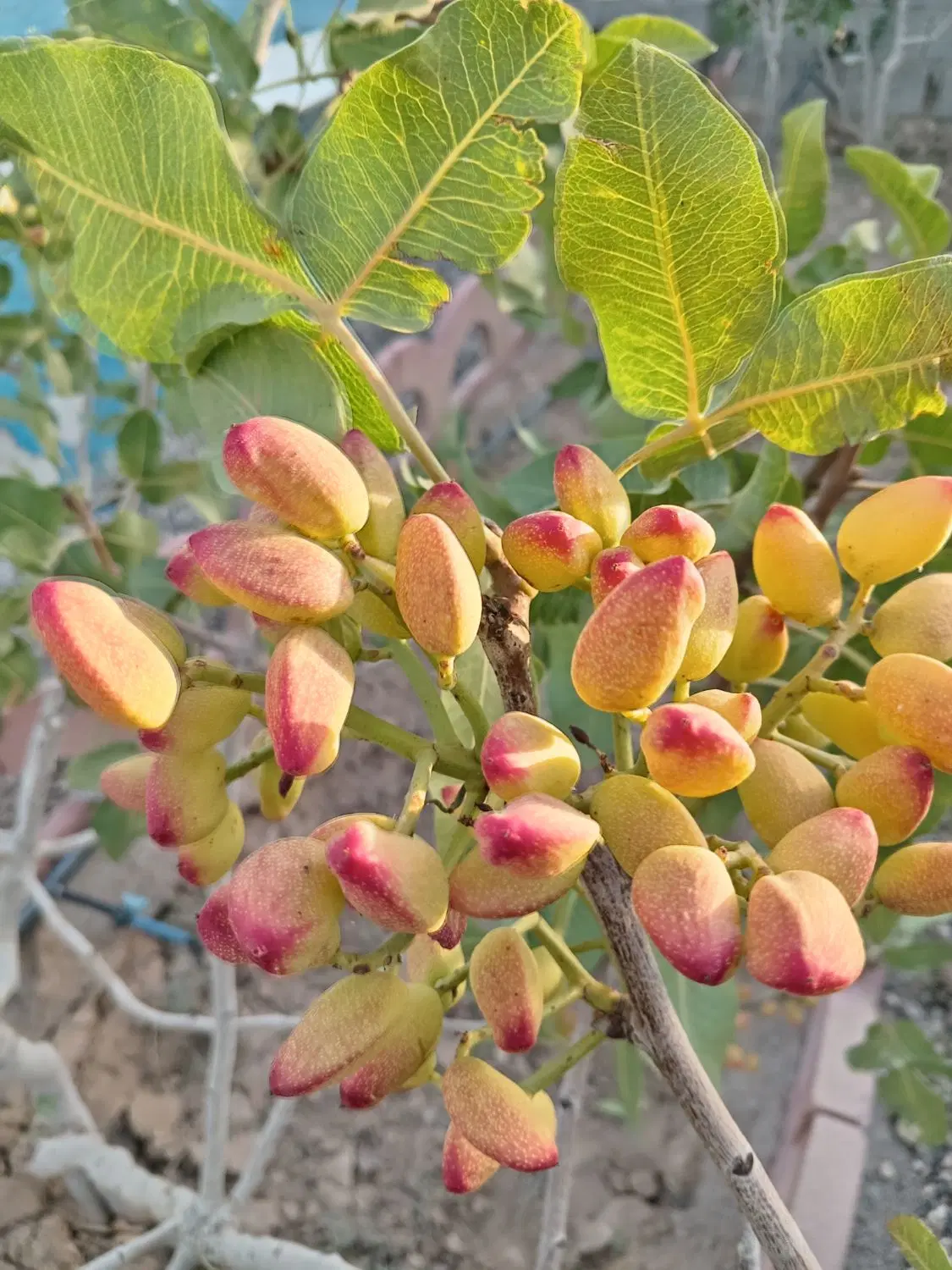 فروش باغچه چهار دیواری 500 متری گرگاب