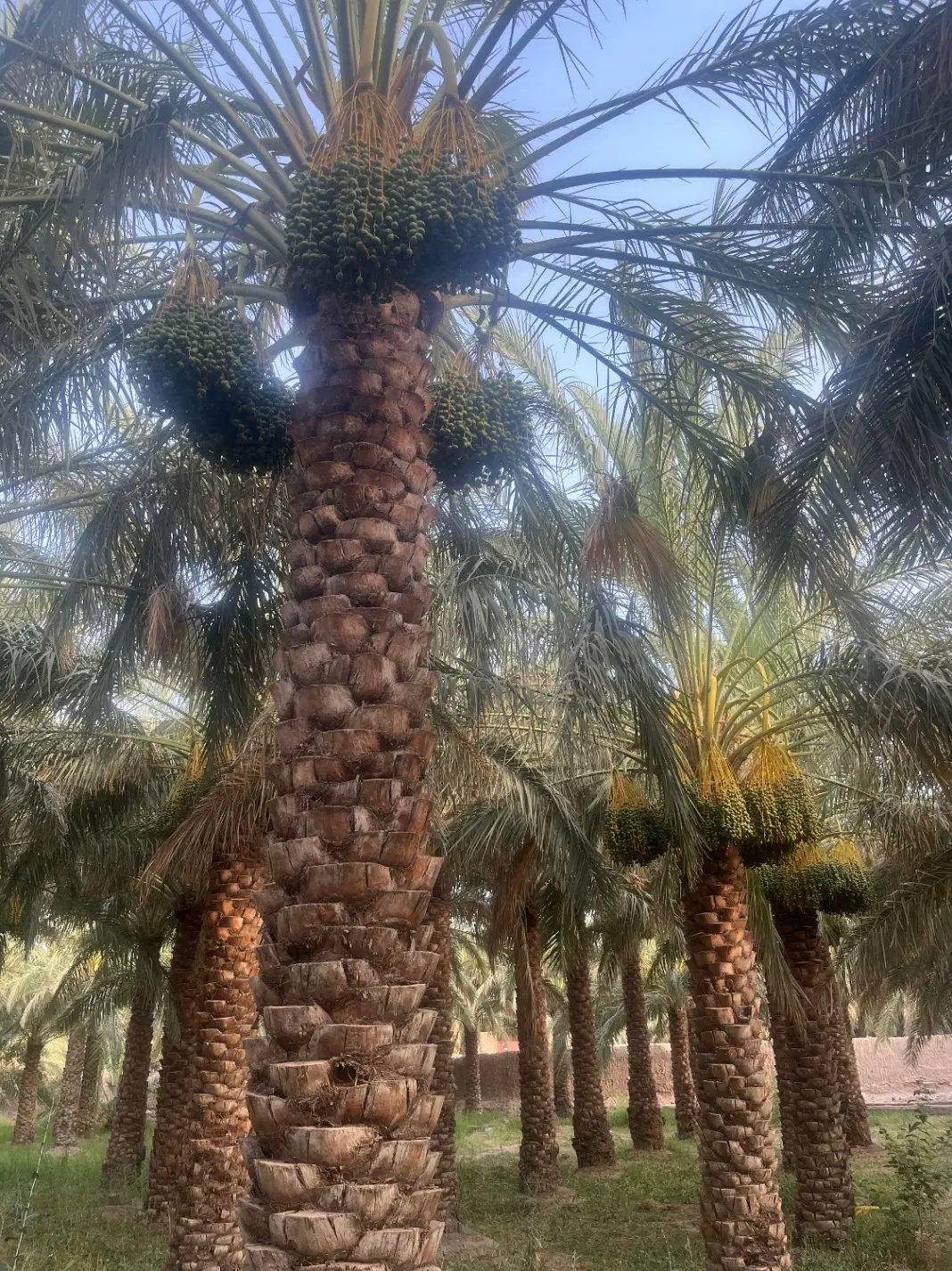 زمین