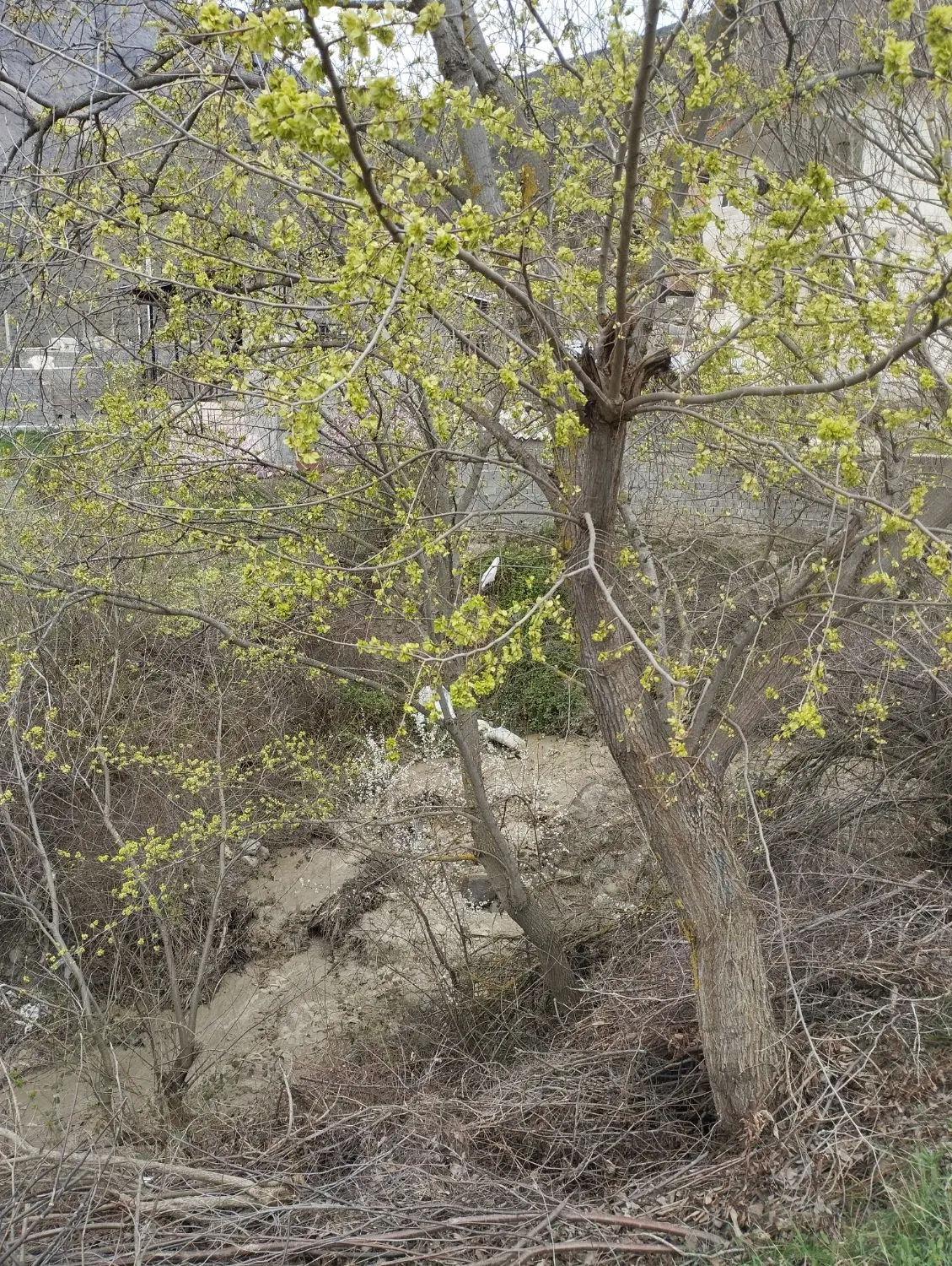 ۶۶۰ متر زمین سواد کوه شمالی