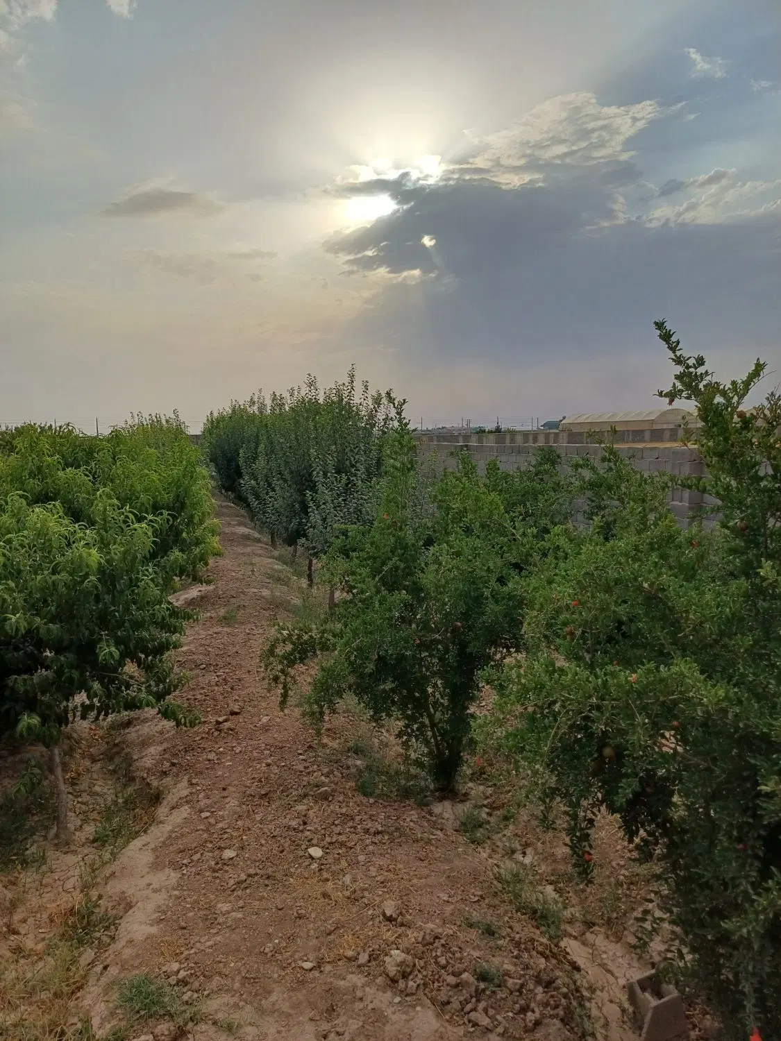 ۱۰۰درخت میوه مثمر ،یک اتاق ۲۵متری
