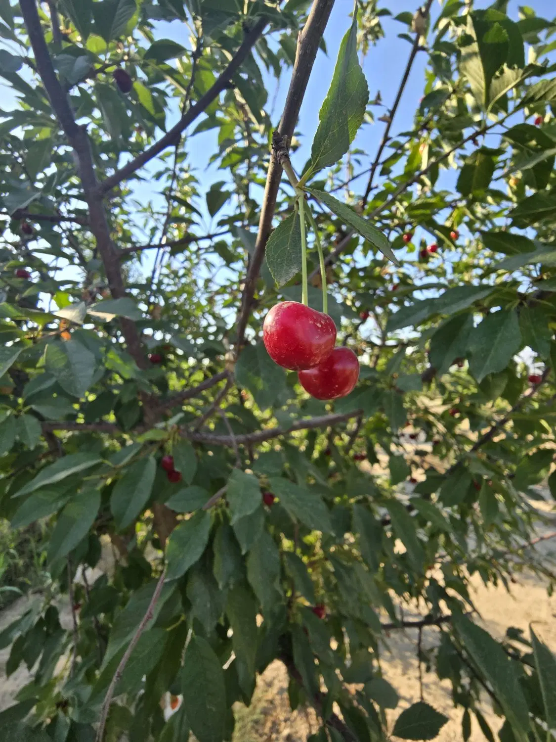 باغچه