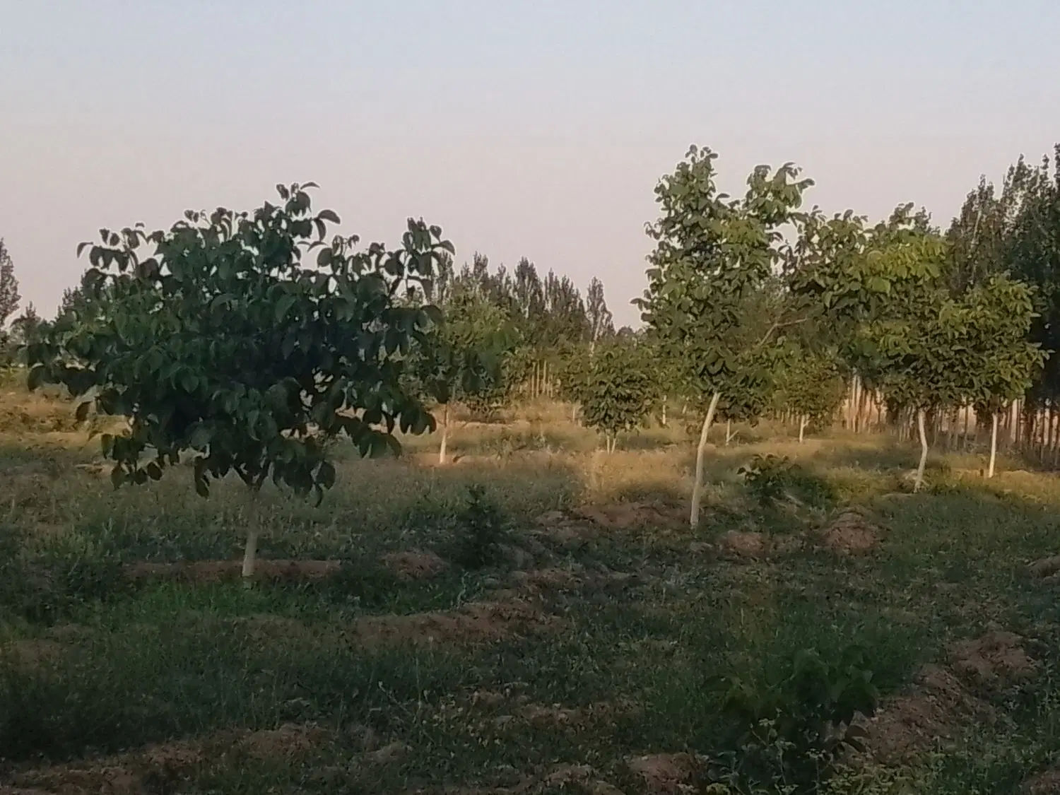 باغ کمربندی سوم