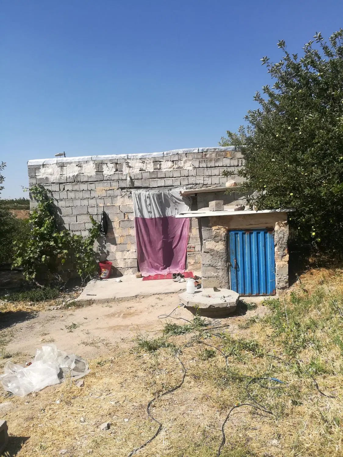 باغ سیب