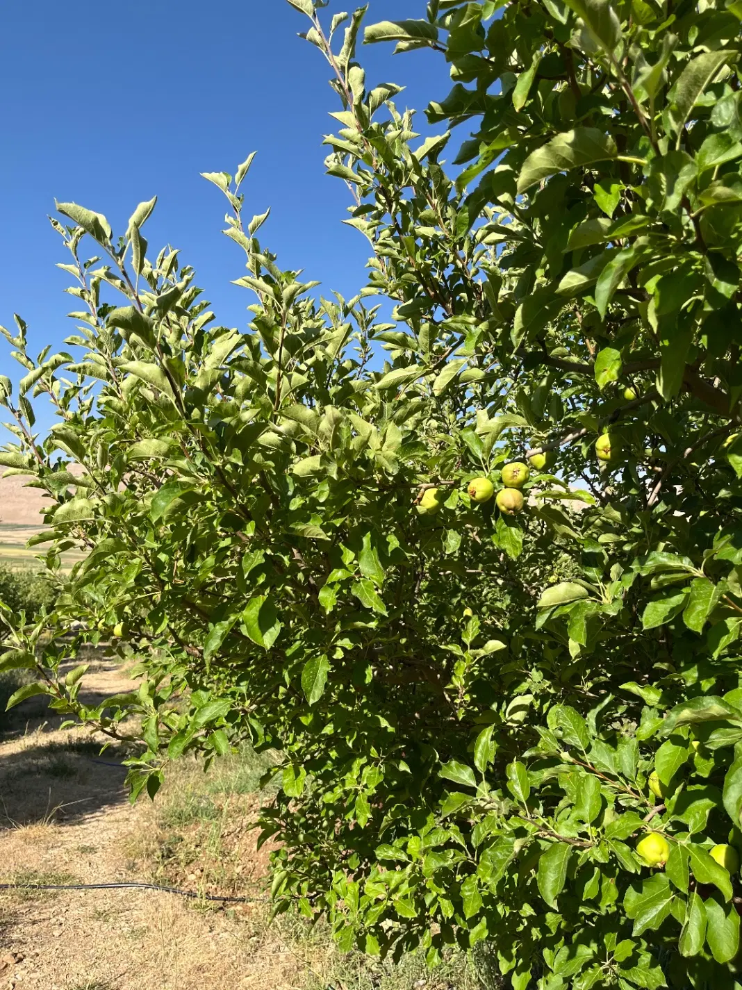 باغ سیب ثمری کاکان لب جاده اتوبان