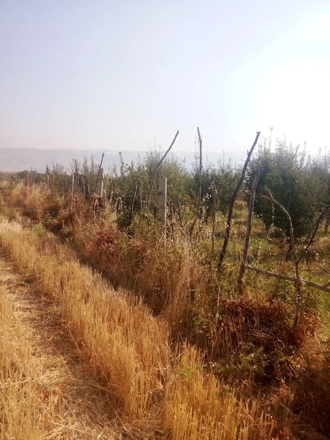 زمین کشاورزی
