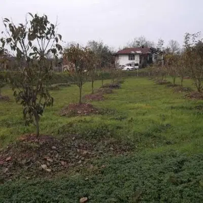فروش زمین باغی روستای نقطه بندی