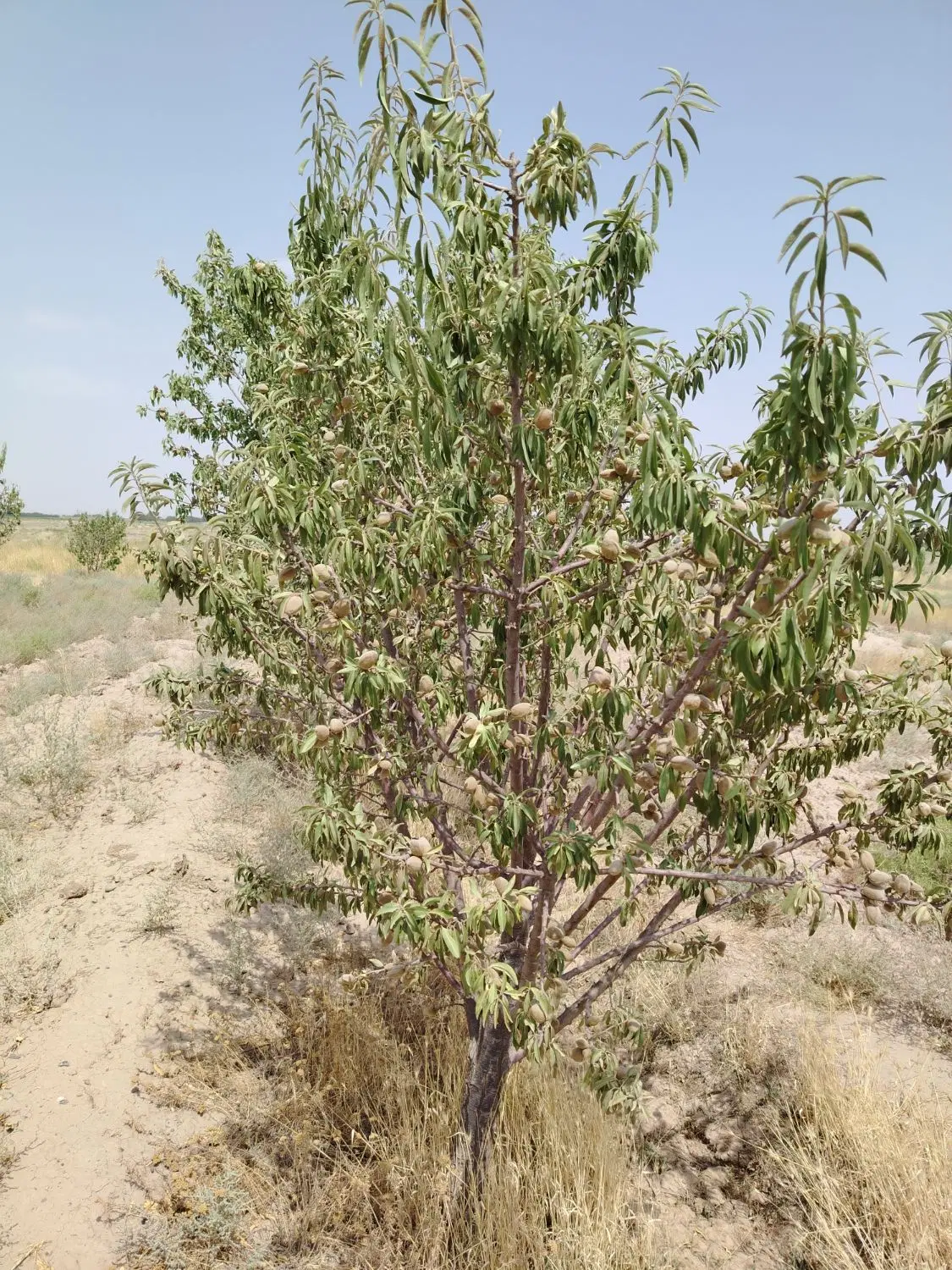 باغ پسته فروشی