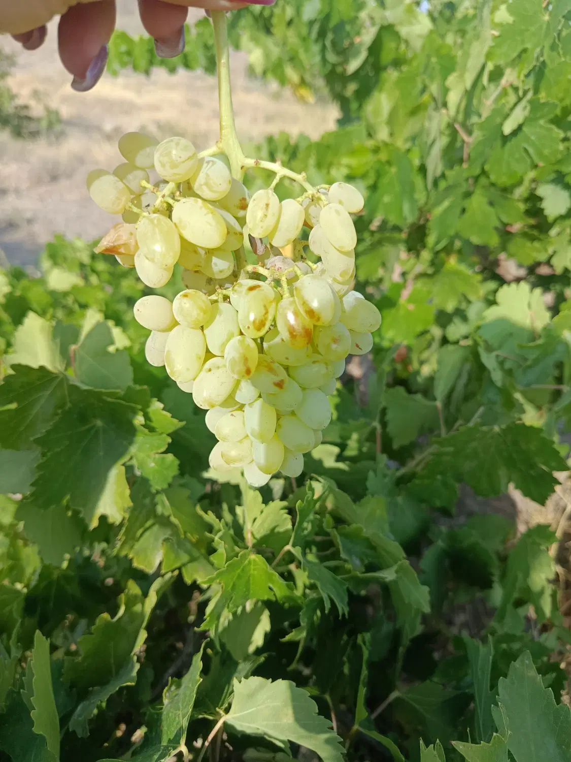 باغ انگوری زیاران