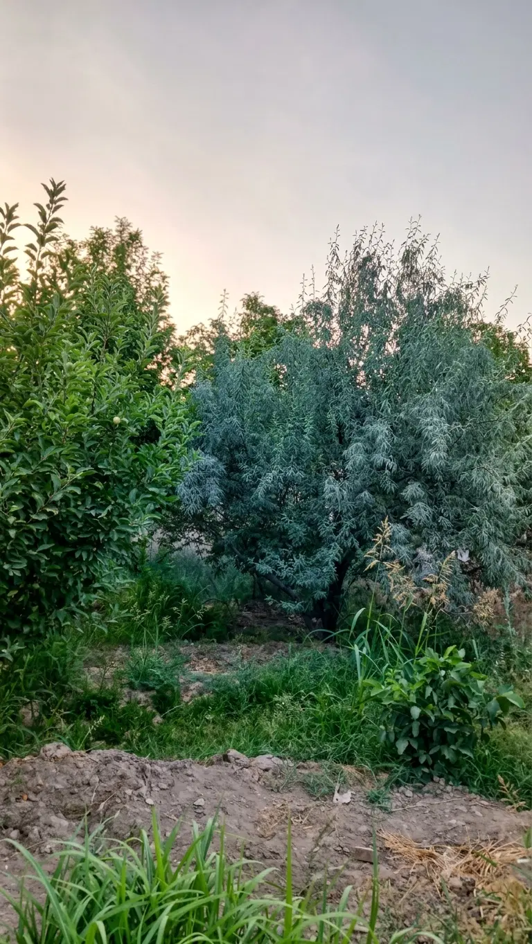 ۶۸۰ متر باغ_ آب کشاورزی_  دو بر ۳۵ متر در ۱۸،۵