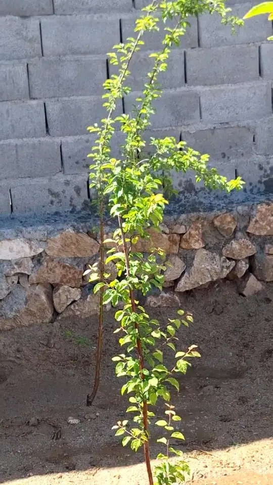 زمین نیمه ساز سانیج