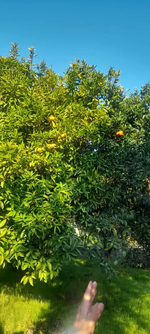 باغ پرتغال
