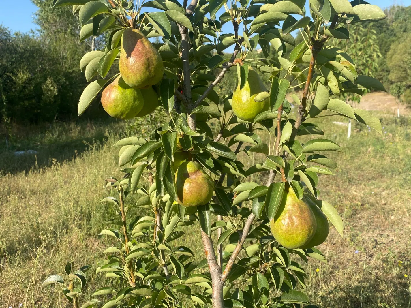 باغ گرنگاه سند دار با آب دائمی