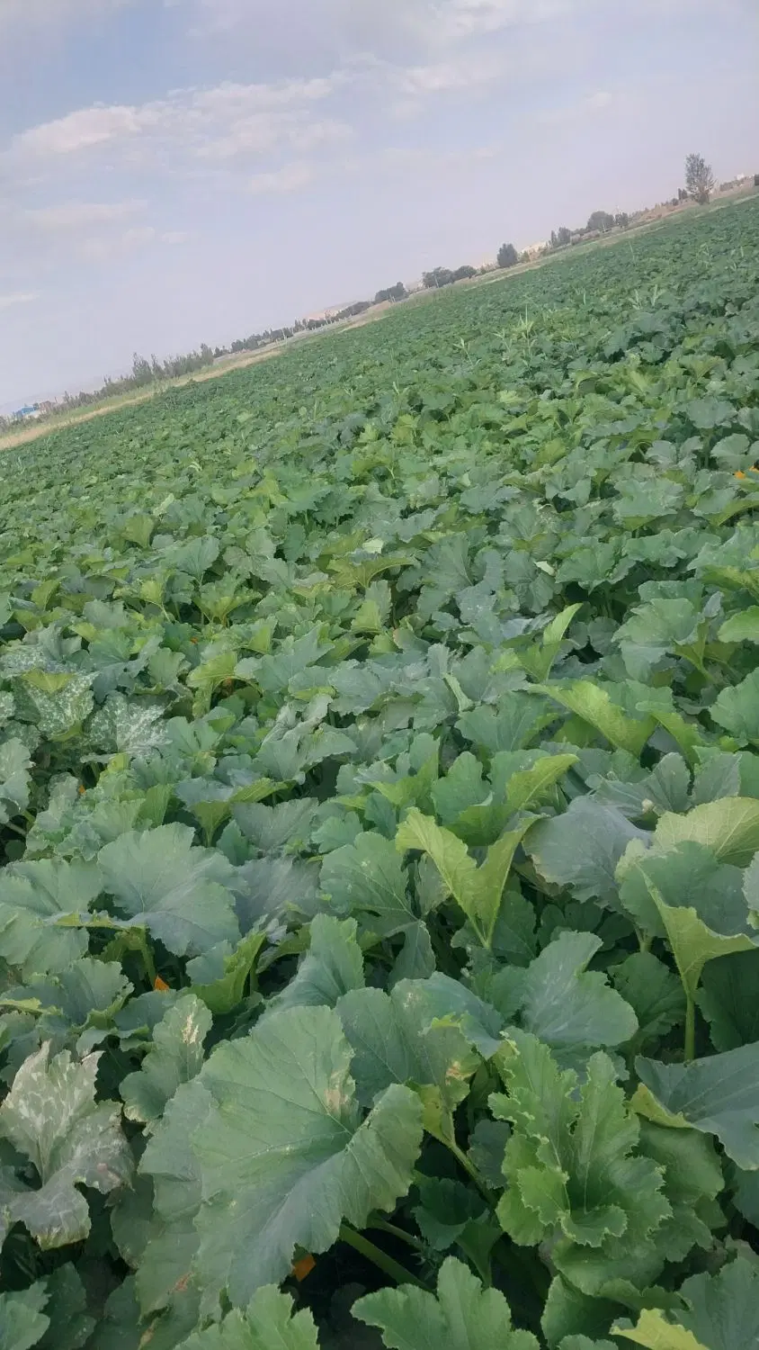 اجاره زمین زراعی حدودا یک هکتار