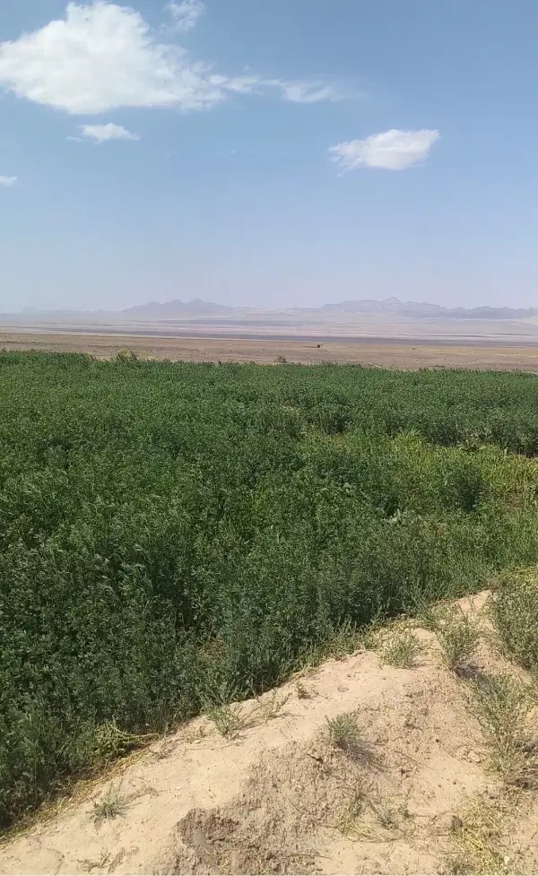 فروش ۱۳۰۰ متر زمین اسفیکان