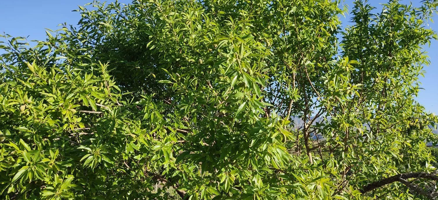 فروش باغ با سند و الاچیغ و.. در پل زمانخان سامان