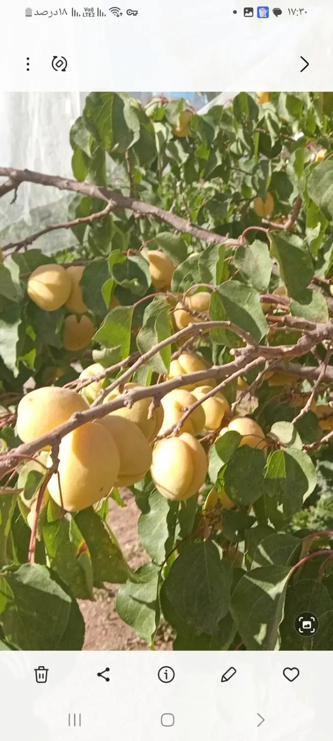 خونه باغ باصفای سیداباد