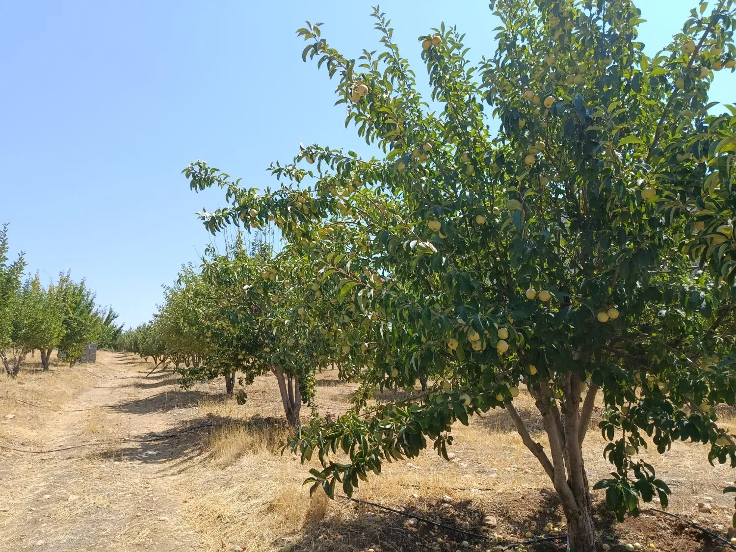 زمین باغی