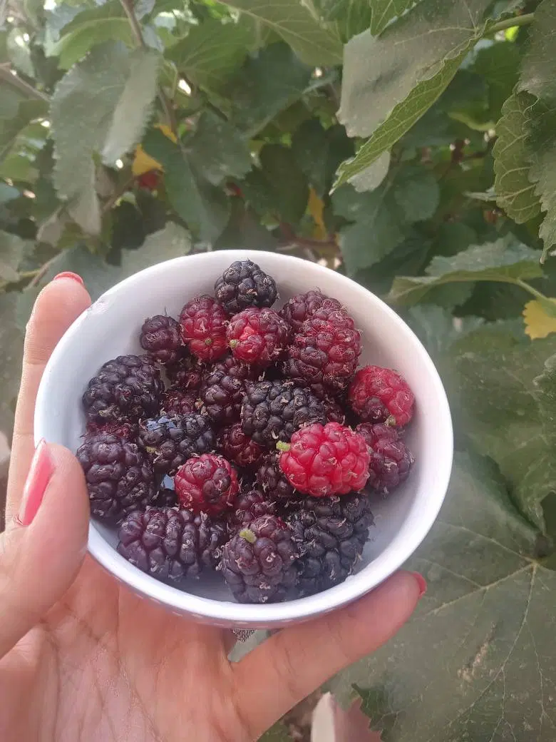 باغچه ۵۰۰ متری در شهرک