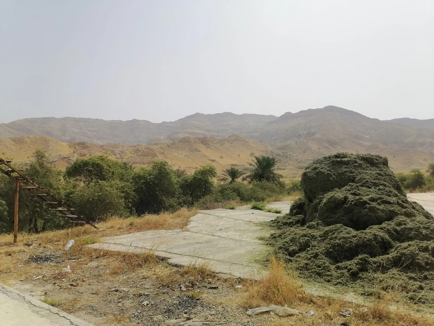 فروش یونجه گونی شده