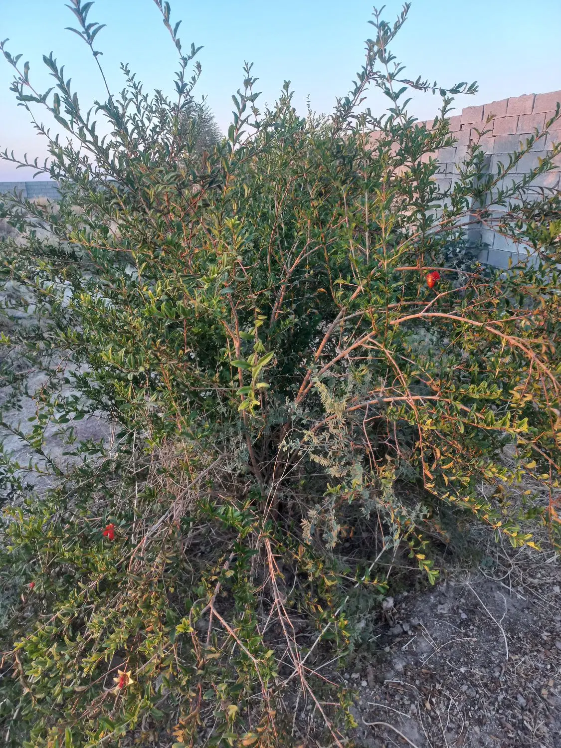 فروش مرغداری ۱۰ تایی